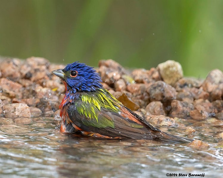 _B248594 painted bunting.jpg